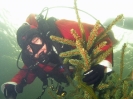 Nikolaustauchen 2011