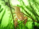 Nikolaustauchen 2004_52