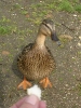 Antauchen 2005_41